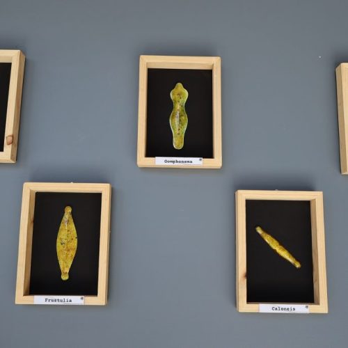 Reconocido maestro artesano Juan Carlos Orellana dona a la UOH colección de diatomeas esculpidas en cobre